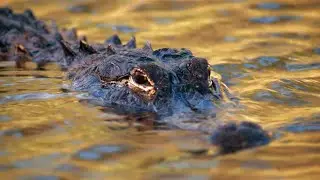 The Mighty American Alligator - Natures Prehistoric Guardian