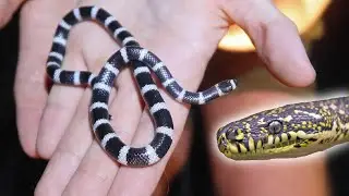 So Many SNAKES! Herping At NIGHT!