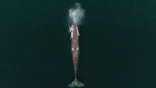 Whalesafari Andenes - Meet the giants of the sea