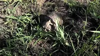 Clumsy Ornate Box Turtles mating.