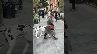Naomi Watts films the friend with her great Dane costar Bing in Washington Square, Park in NYC