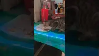 Cat get 20M views! 🤣 #shorts