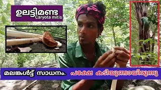 Tribal man cutting and eating Caryota mitis and looking for wild honey