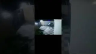 Perro valiente