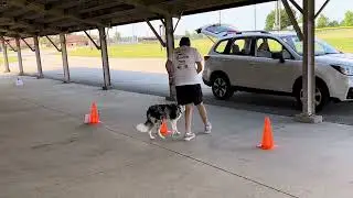 Fannie AKC Intermediate Rally Course #1