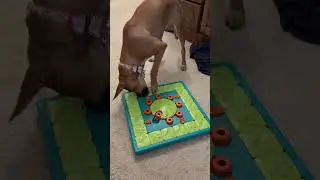 Scarlett's second puzzle #puppy #pup #doglife #dogexercise #dogtraining #dogpuzzle