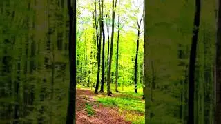 #nature #jungle #greentrees