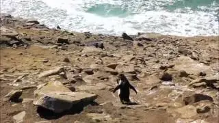 Saunders island - Falkland islands, Antarctica