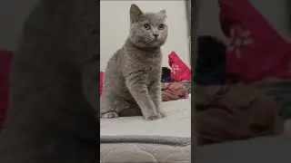 Bsh blue solid kucing lucu