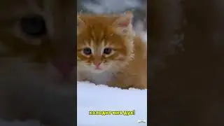 С Первым Снегом!  #музыка  #music #cat #song #котики #snow  #снег #1december #1декабря #winter #зима