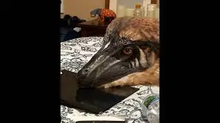 archesuchus #analoghorror #edit #dinosaur #weirdbirds #archesuchus