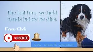 The last time we held hands, before he dies. #animalpets #short #memories #bernesemountaindog