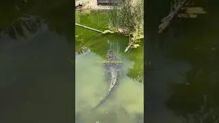 Sacramento zoo 02