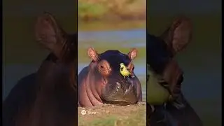 Bird lands on baby hippo&rsquo;s nose.