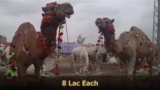 Camel mandi Sohrab Goth 2019 with Latest Price Reviews