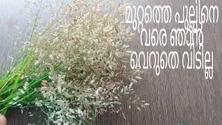 grass craft ideas| show piece with  grass | DIY| dry grass ideas