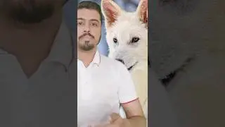 De-Extinction of Dire Wolf  #shorts