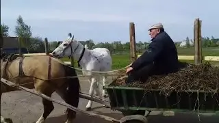 Продаём старого коня хорошим цыганям коневодам