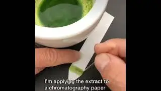 light harvesting complex( pigment system)