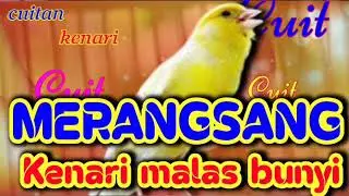 cuitan kenari untuk merangsang kenari malas bunyi | dijamin Langsung bunyi dan gacor