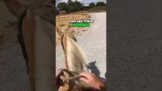 Navigating New Environments: Horse Instincts Explained