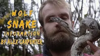 Wolf Snake Information With Alex Carpenter