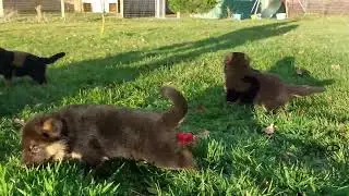 chiots de Sunshine le 26.01.2024