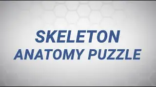 Skeleton Anatomy Puzzle (Pumpkin Patch Games)
