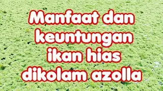 budidaya rumput azolla | manfaat ikan hias di kolam azolla untung berlipat