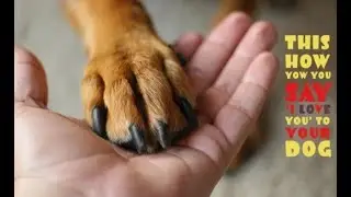 10 Emotional Things Dogs Do That Show Their Deep Love
