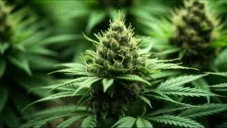 Close-Up of Blooming Medical Cannabis Plant Bud Growing Indoors | FREE Stock Footage