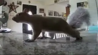 Squirrel Gets Inside the House, Runs All Over the Place
