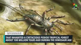 Scientists Discover An Ancient Spider With A Whip-like Tail