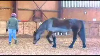 Pride - January 2012 - Bridleless/Bareback/Jumping/Horsemanship
