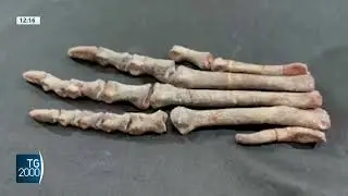 Argentina, scoperto raro fossile di un antichissimo dinosauro