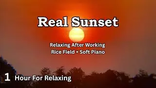 Relaxing music after working 1 hour at rice field + real sunset + soft piano