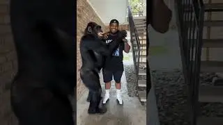 #motivation#ai#gorilla#funny#computer#lol#dailymotivation