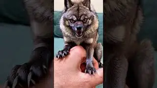 Cute and slightly angry looking wolf #wildlife #animals #animalshorts #cute #wolf #animalphotos