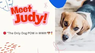Judy: The Only Dog to Become a POW in WWII &ndash; A True Story of Survival & Bravery 🐶🎖️