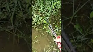 sea monster,breaking trail,catching fish|  FISHING totoes #SHORTS