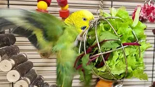 Budgies party sounds for pet birds | Play this video on loop while away | Video for cats to watch