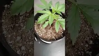 gorilla  Cookies auto update #growyourown #420 #keeppoppin #420fastbuds