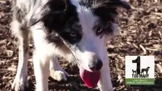 PSA - Low Cost Pet Clinics