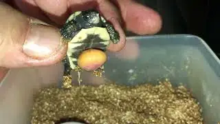 Turtle Eggs Hatching