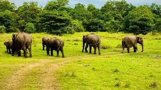 Wild Elephant Adventures: Incredible Wildlife Encounters #elephant #wildlife #wildlifephotography