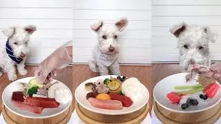 When a Dog Takes Food Too Seriously 😂 |Dog Eating ASMR 🔊🐶