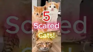 5 Cats Getting Jump Scared. #shorts #top5