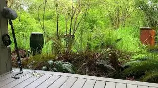 (audio) Water Drums at Seattle's Cedar River Watershed Education Center in North Bend, WA