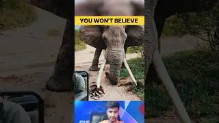 Incredible Strength! Elephant Digs the Ground Using Its Powerful Tusks