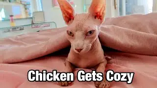 Sphynx Cat Being Adorable Under the Sheets ✨